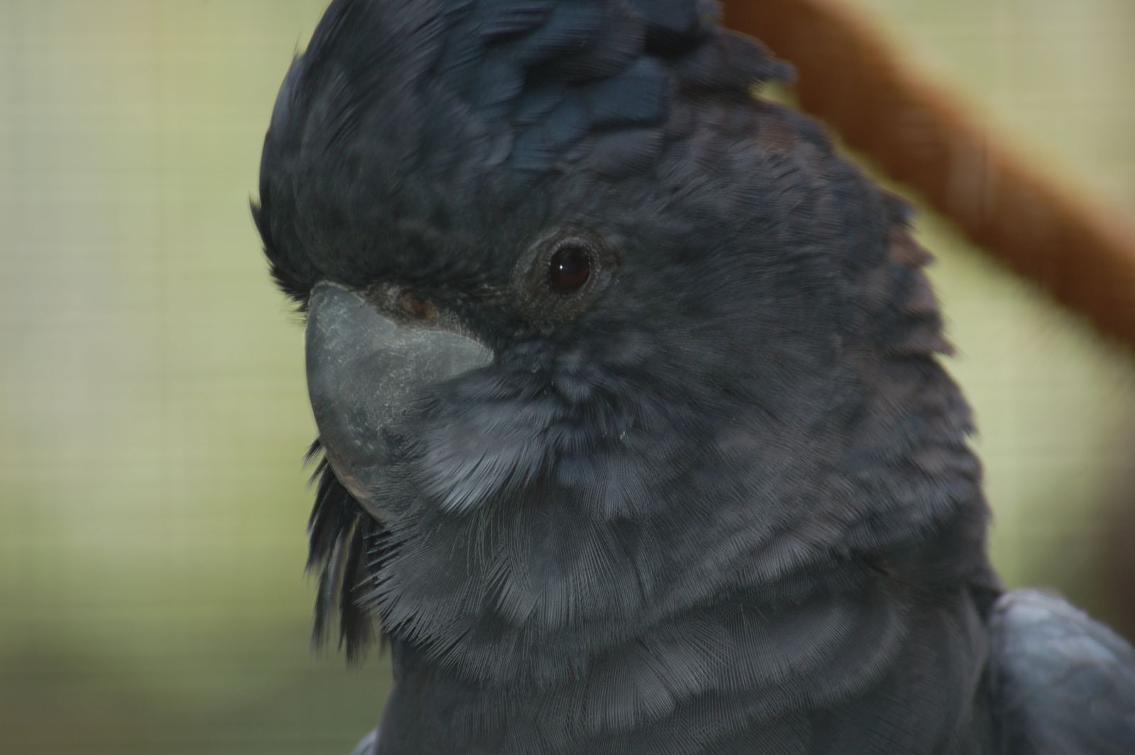 Les cacatoes noirs, des oiseaux qui en imposent