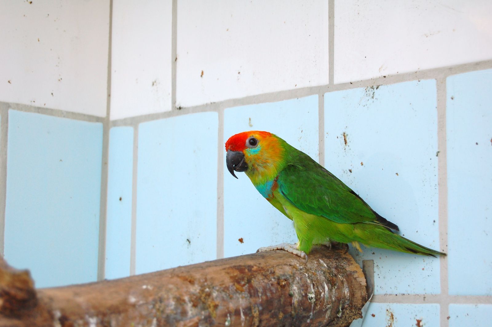 De vijgpapegaaien uit het geslacht Psittaculirostris