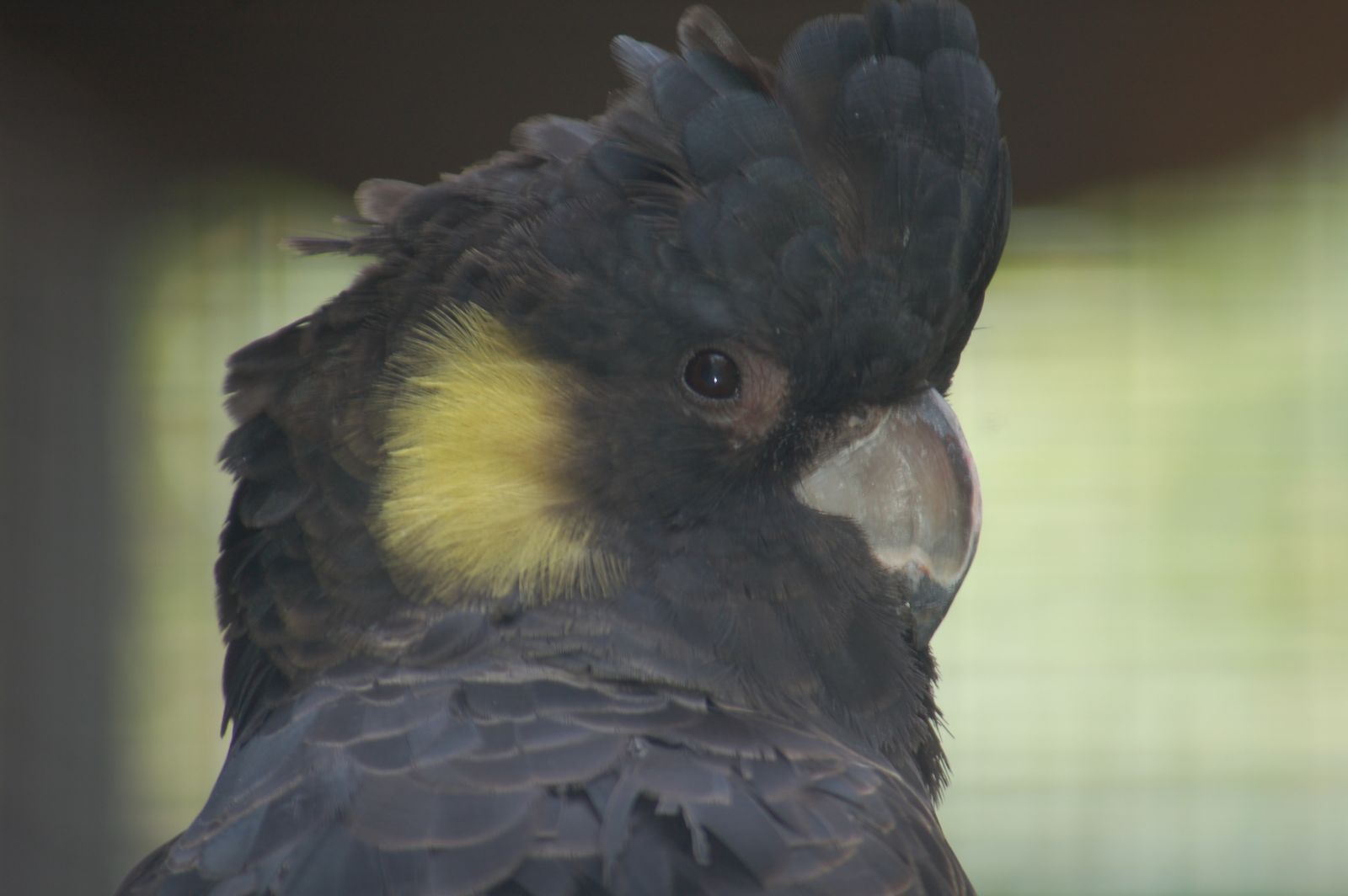 Les cacatoes noirs, des oiseaux qui en imposent