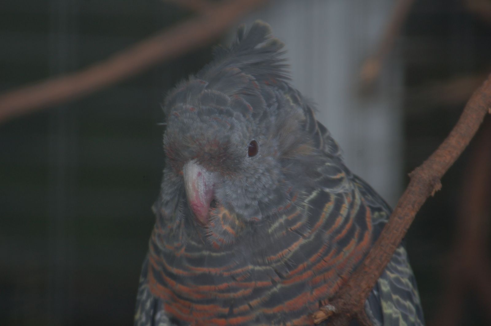 Les cacatoes noirs, des oiseaux qui en imposent