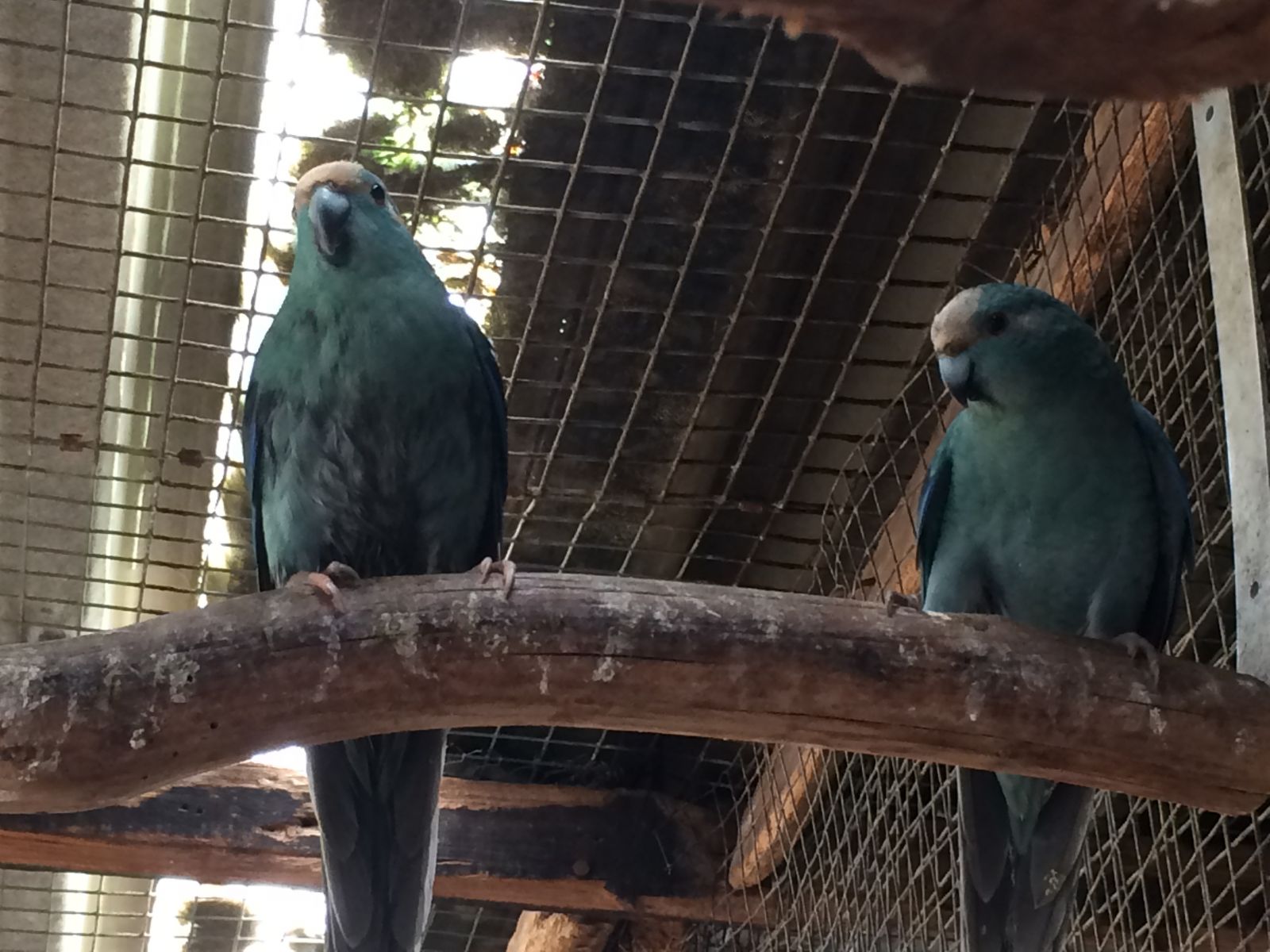 Kakarikis or New Zealand parakeets, pleasant parakeets