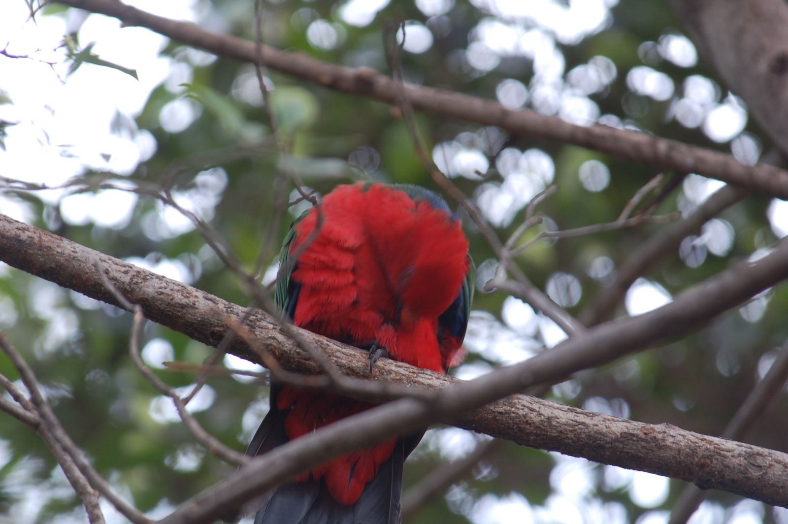 The king parrots examined