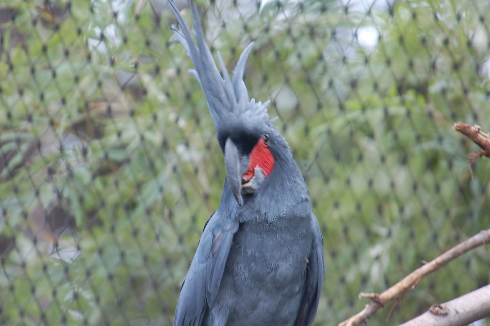 Les cacatoes noirs, des oiseaux qui en imposent